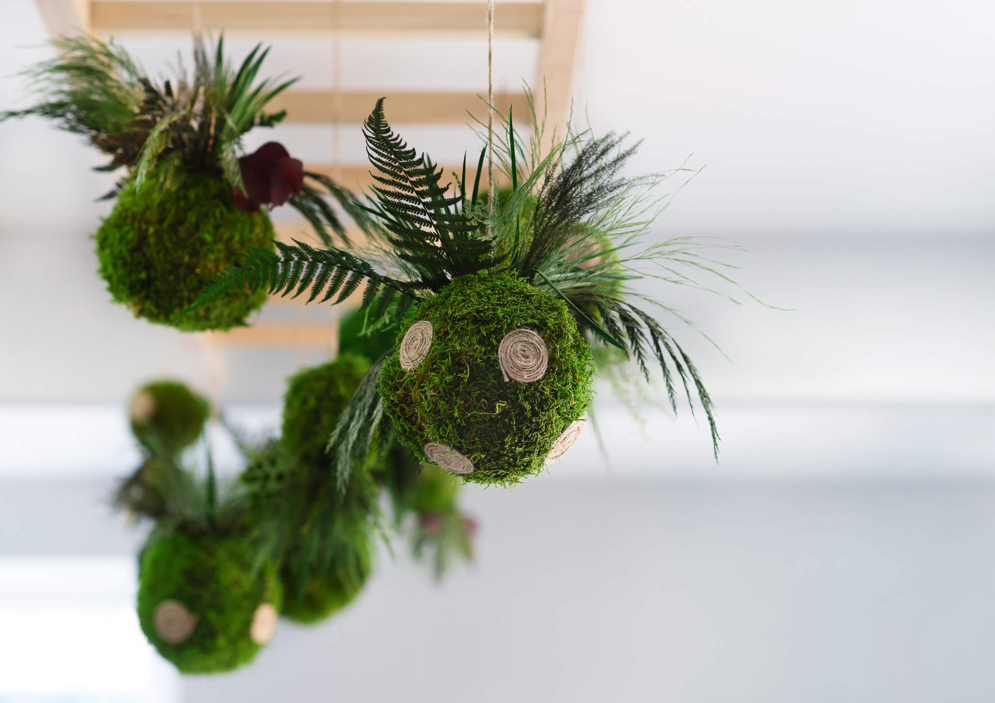Dekotrend Kokedama
