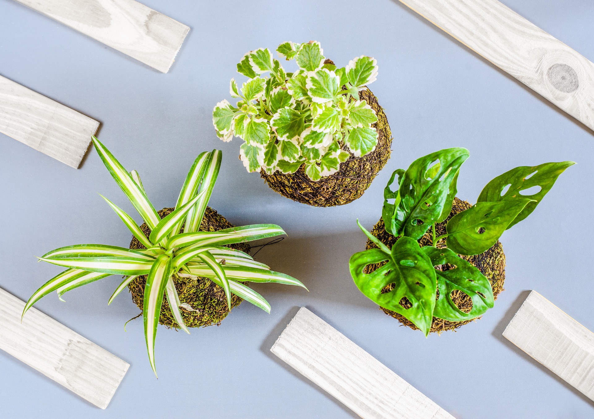 kokedama pflanze ohne plastik